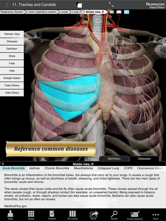 Respiratory Anatomy Atlas: Essential Reference for Students and Healthcare Professionals Screenshots